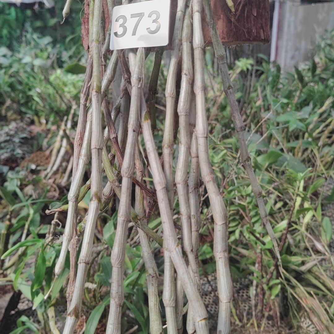 373紫苑花卉花卉