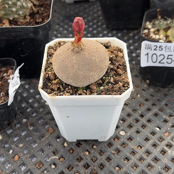 玫瑰大戟，一物一拍带盆