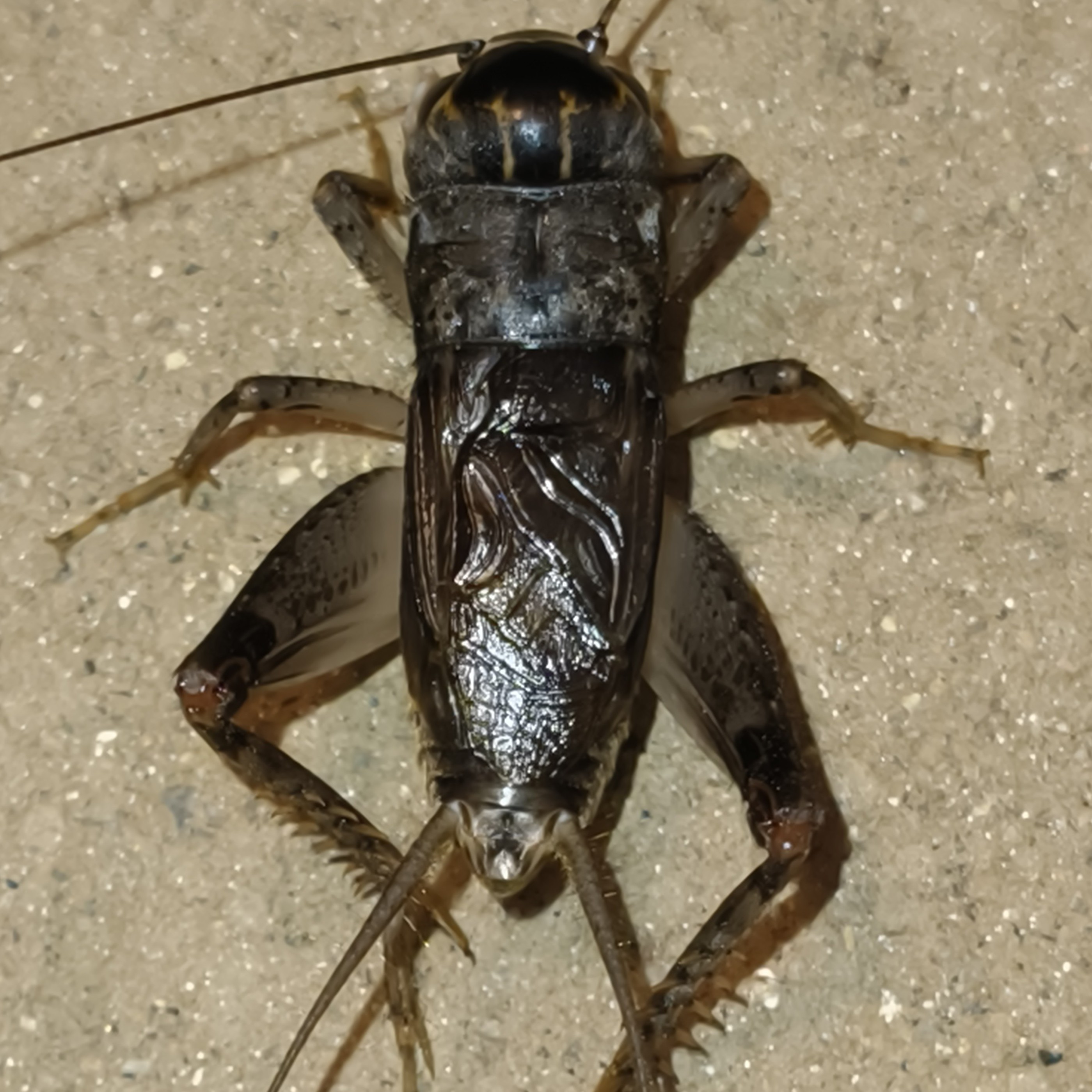 蟋蟀蛐蛐活体深紫浅紫颜色可选宠物昆虫活体