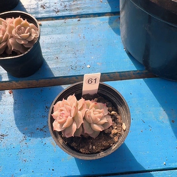 水晶虾饺多肉植物61号