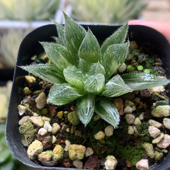 绘卷玉露锦一物一拍