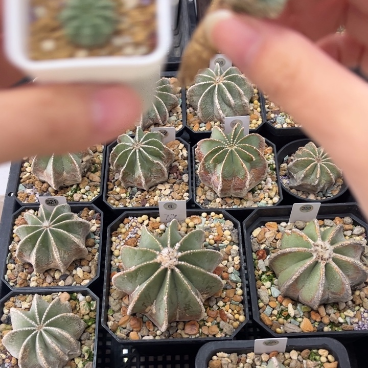 专拍，两颗球，今日发货