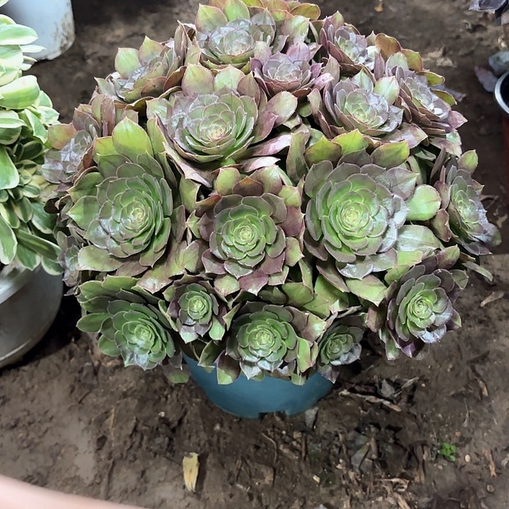 多肉植物万圣节133