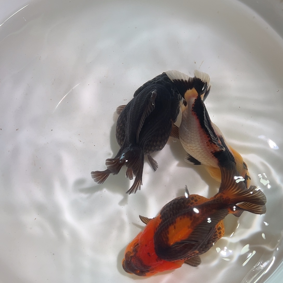 鞋***)海水鞋护士一组玛丽3条