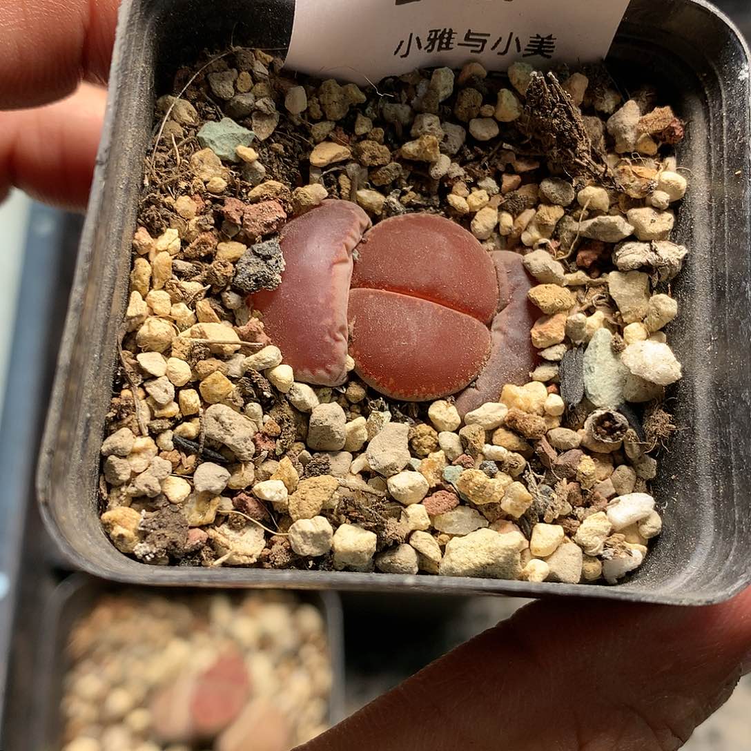 E427多肉植物保护
