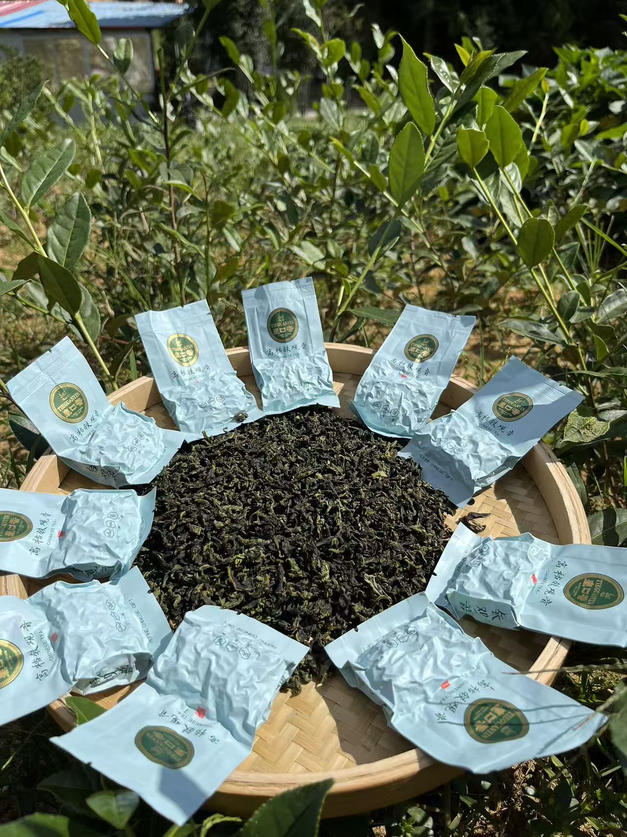 2025秋茶安溪祥华小叶新枞铁观音（小叶新枞199-388）