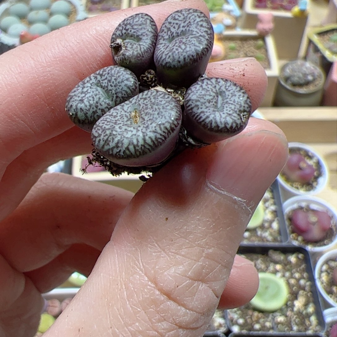 【闪购商品】374 安贞