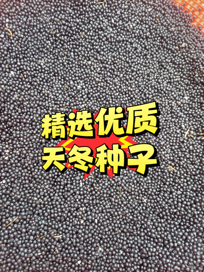 正宗改良天冬改良种子