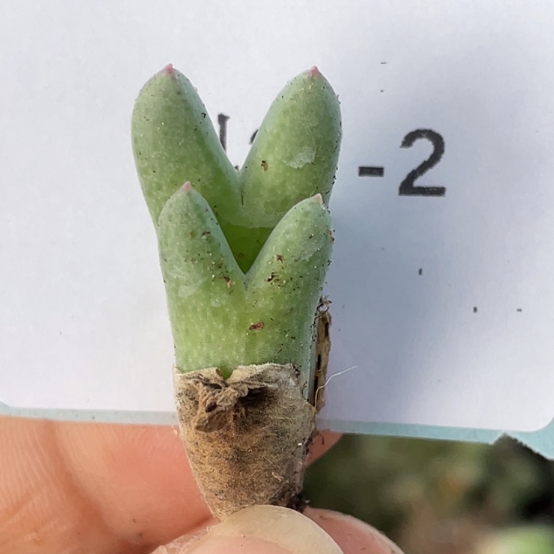 27-2猪蹄多肉植物