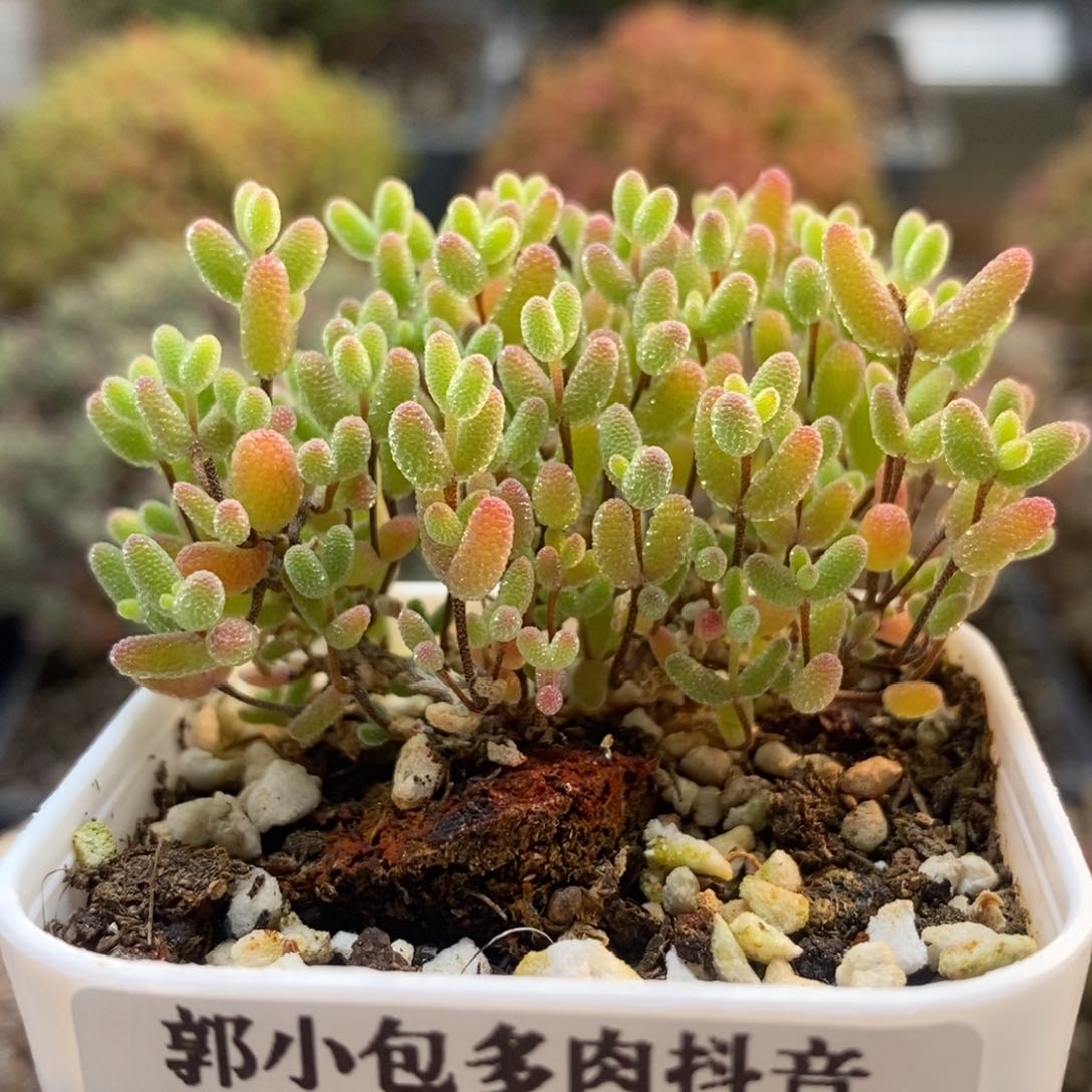 蜜橘糖球8569枝干番杏