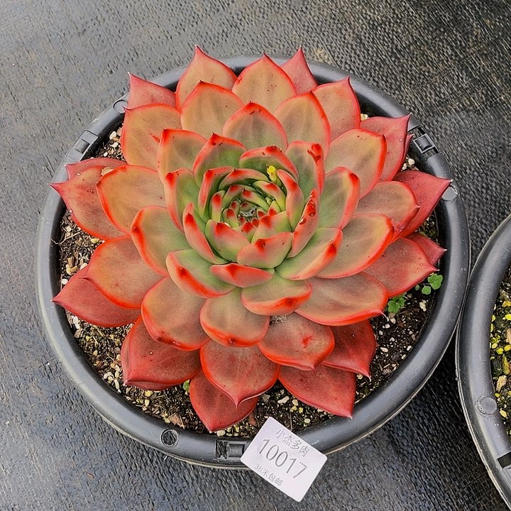 暮*红铅单头10017