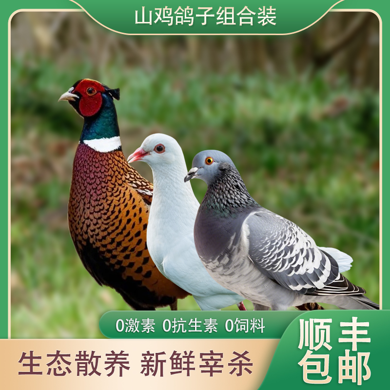 【今天拍，明天到】山鸡鸽子组合装散养山鸡鸽子养足年份户外散养山鸡2斤左右现杀