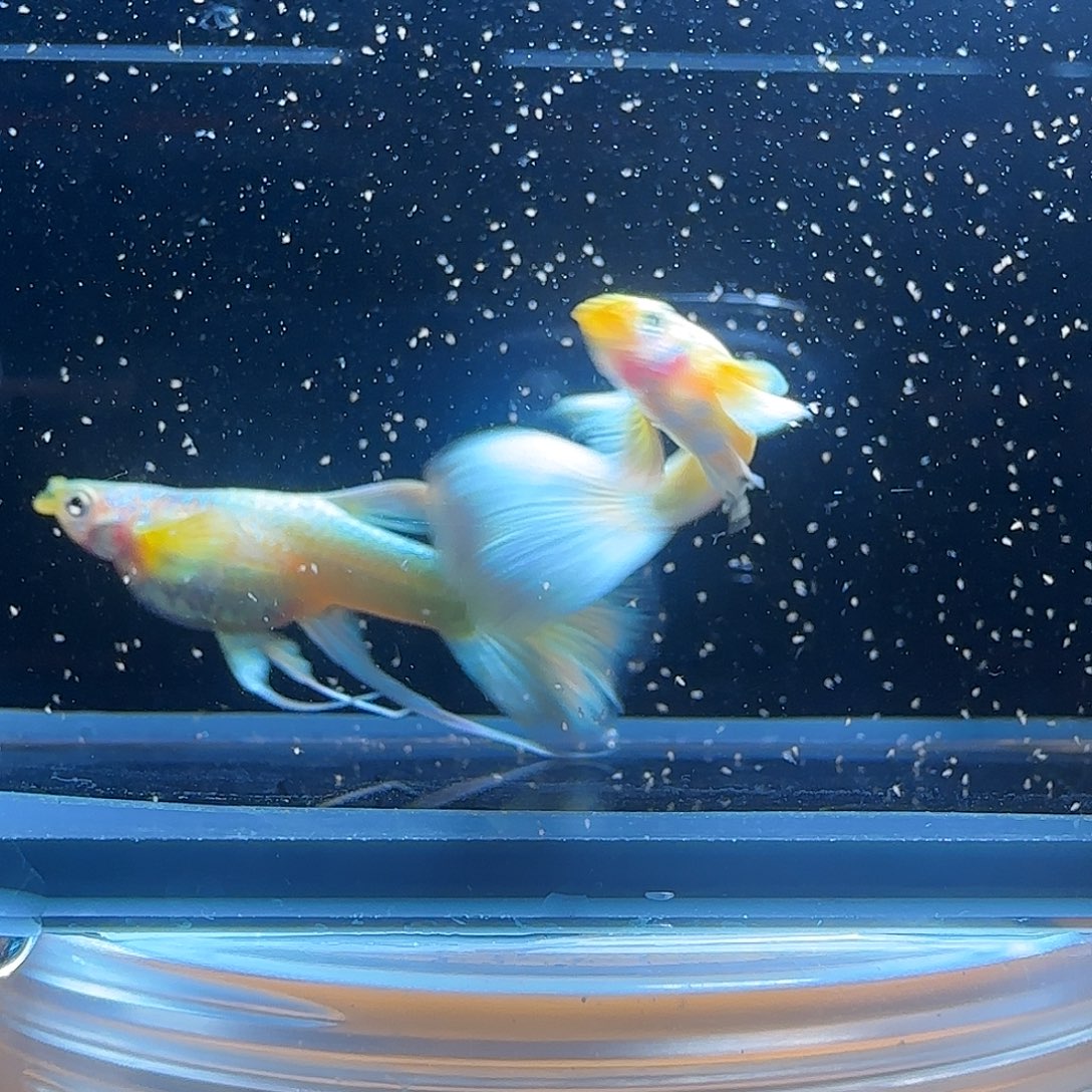 孔雀鱼关注主播可以竞拍