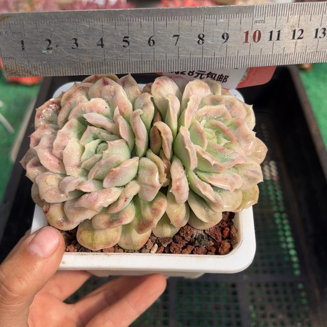 表妹精品多肉植物150.