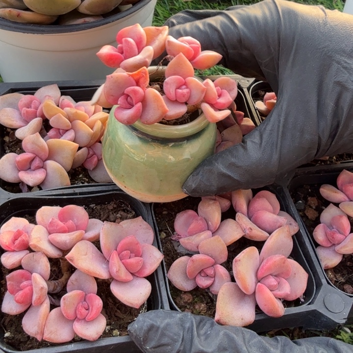 丸叶彩虹糖。           