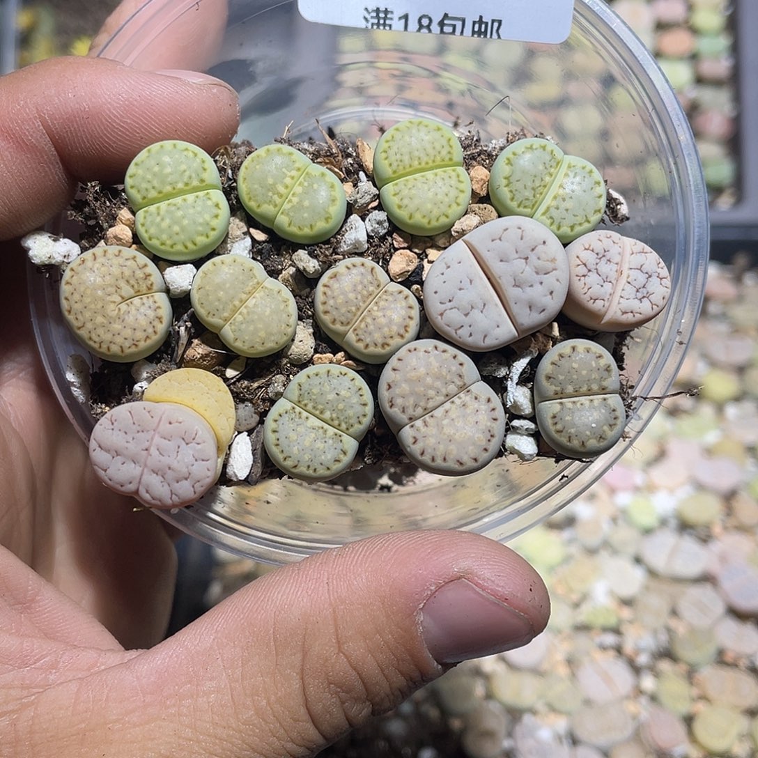 沙***桔当天凑满十八元包邮62