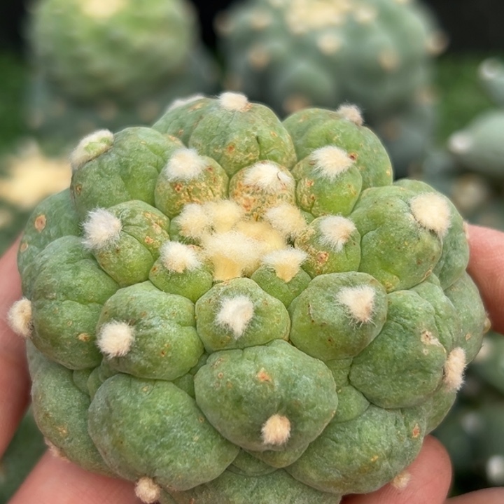 5 落地无根 四月上盆