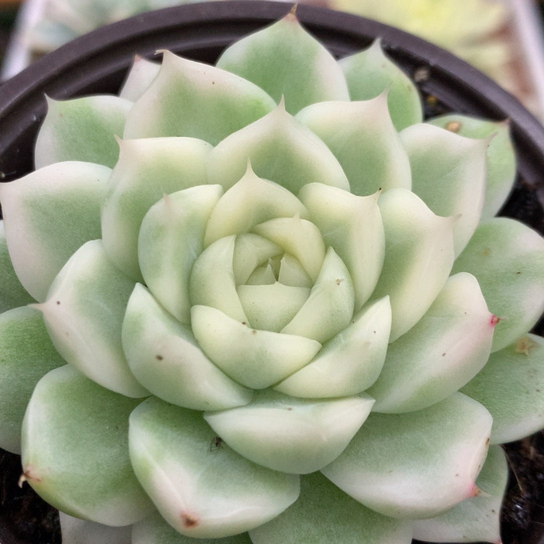 麦秆哈哈哈哈哈哈好了
