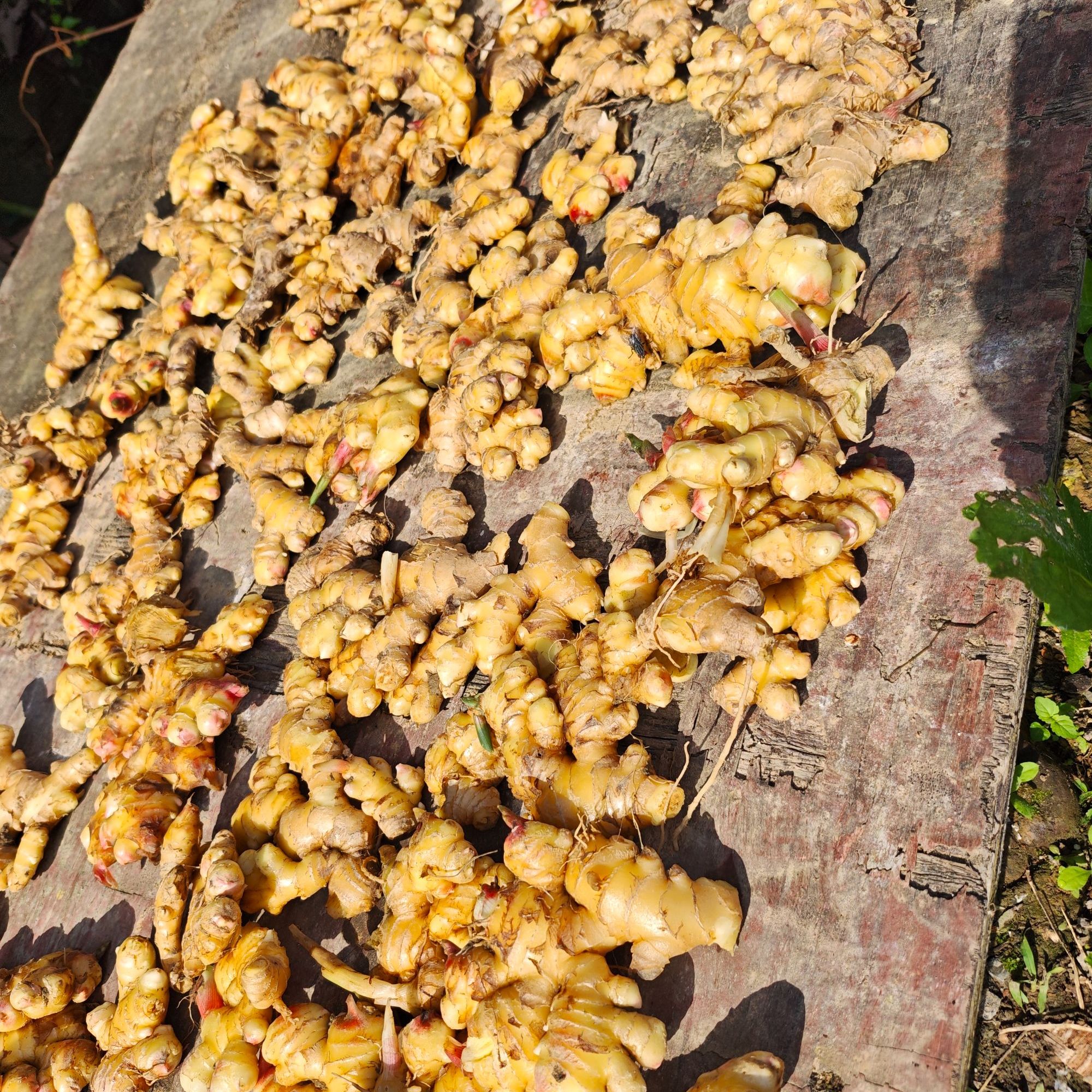 小黄姜新鲜现挖贵州正宗山地种植香味浓郁辛辣适中优质