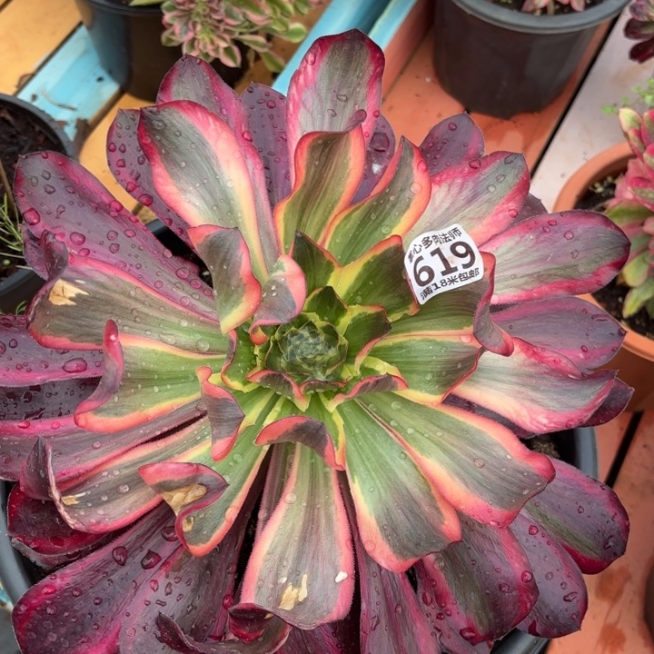 619红魔女掌心多肉法师锦不包侧枝断枝