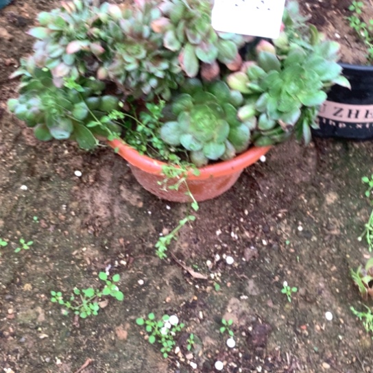 多肉植物抹茶缀132