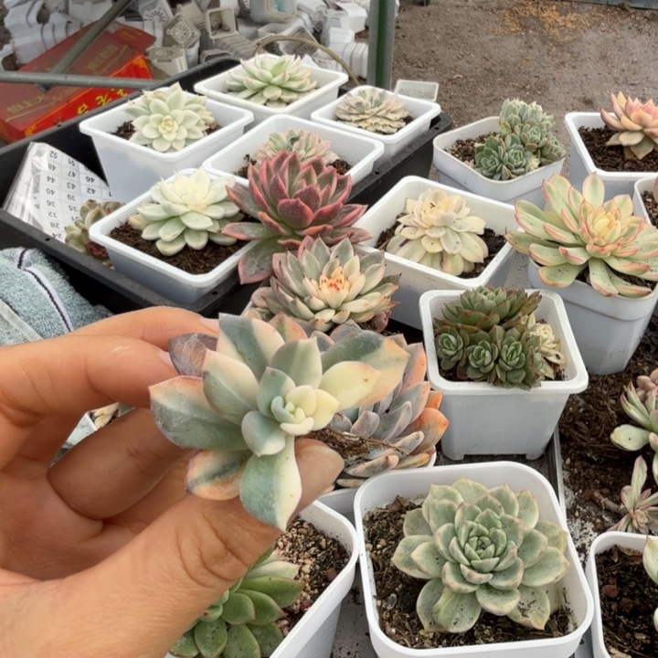 美尻拉丝锦多肉植物