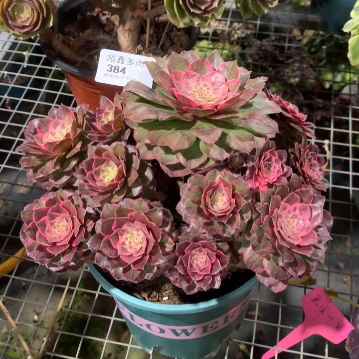 384莲花座多肉植物