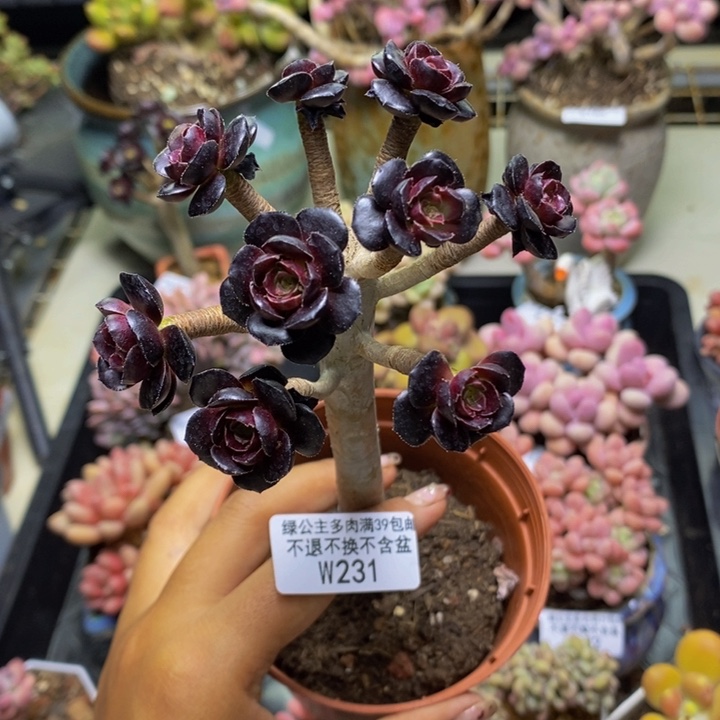 231丸叶法师多肉有砍