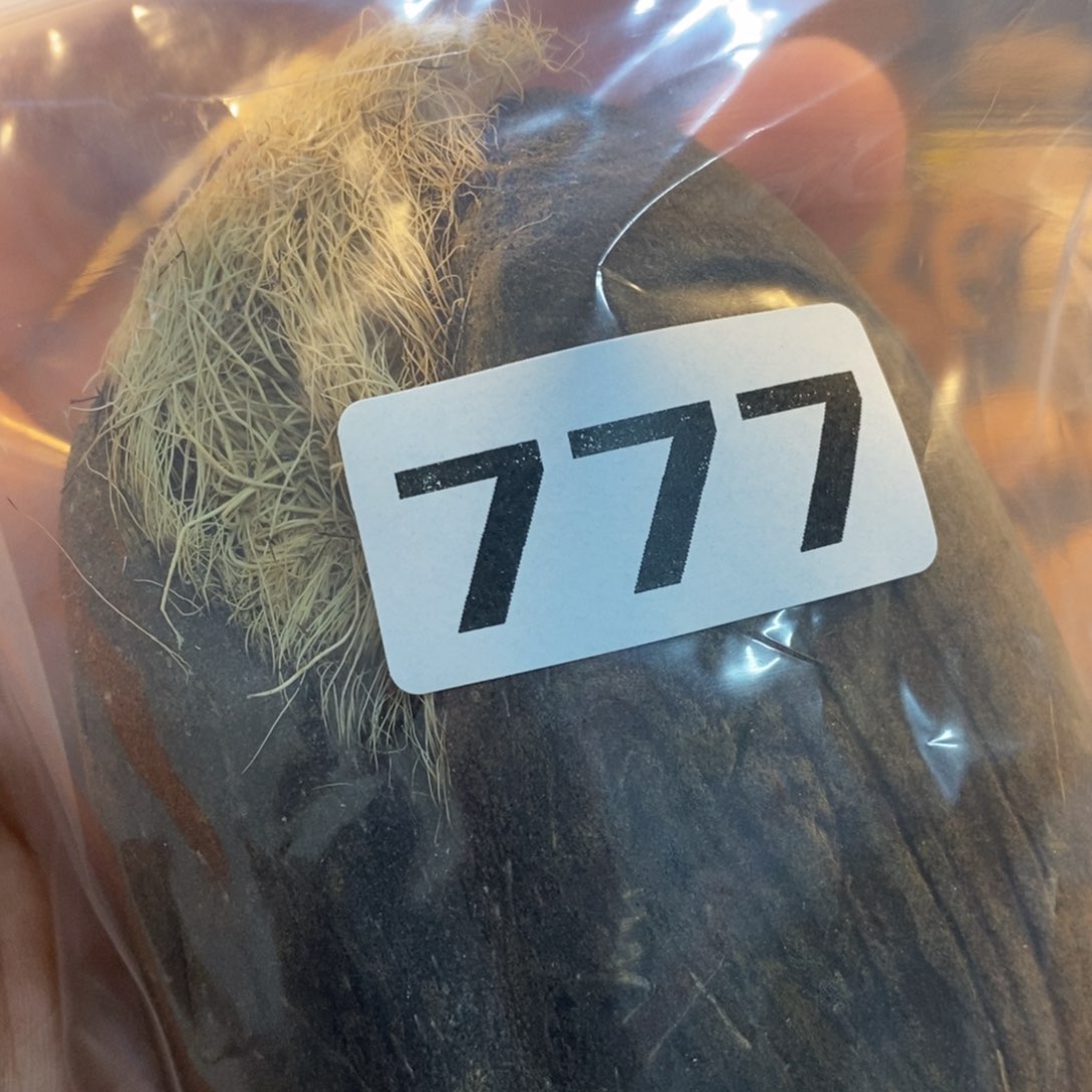 草珠菩提吊坠松*文化交流