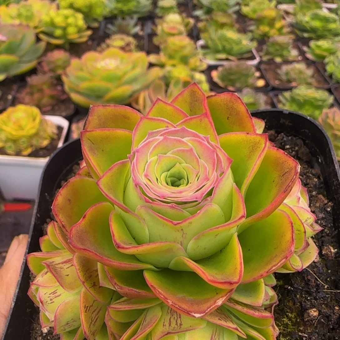 青荧捧花134343434545757676