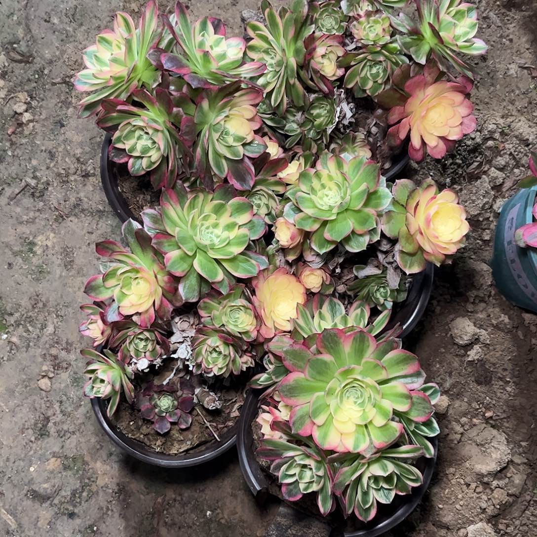 多肉植物海王母本5颗