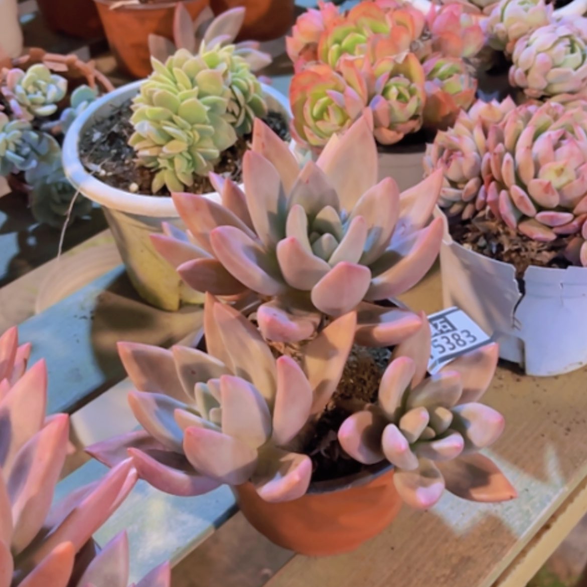 【闪购商品】桃花源15383