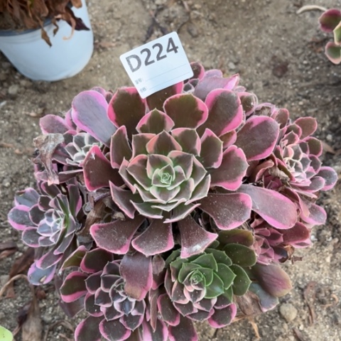 多肉植物皇后捧花