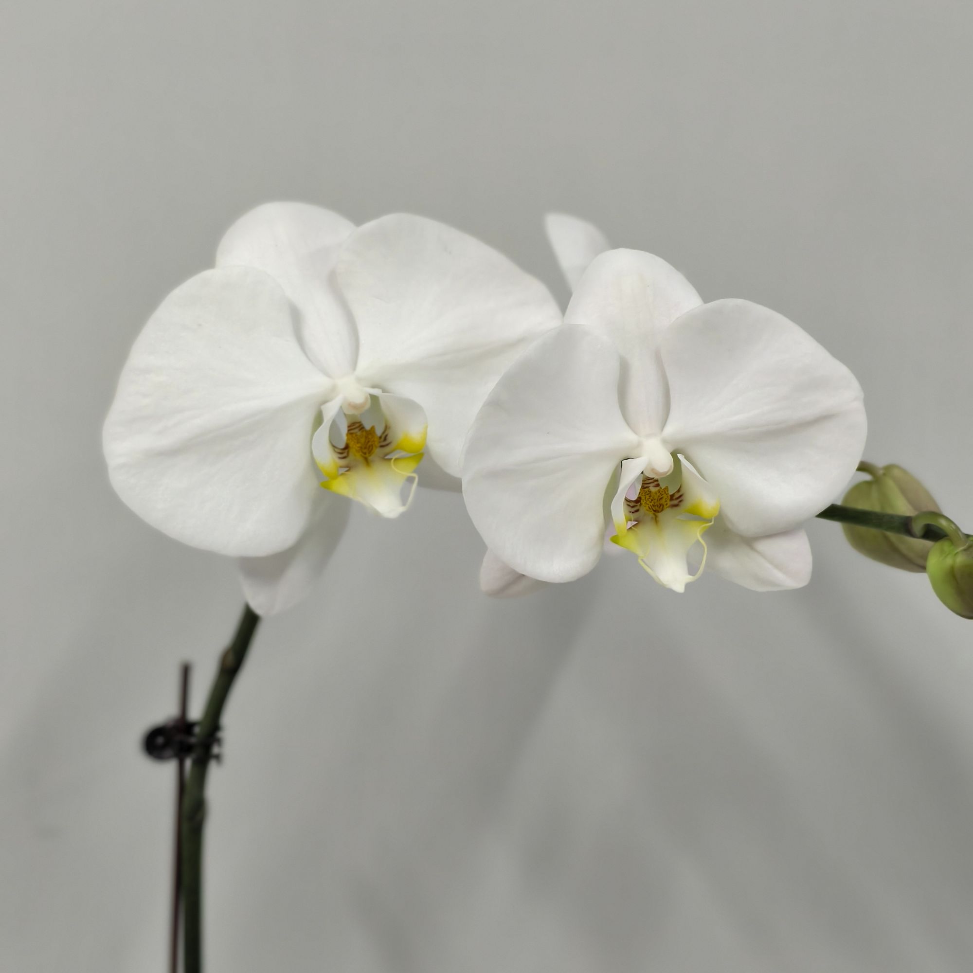 繁星里蝴蝶兰(大白V3）带花带花苞开花珠发货