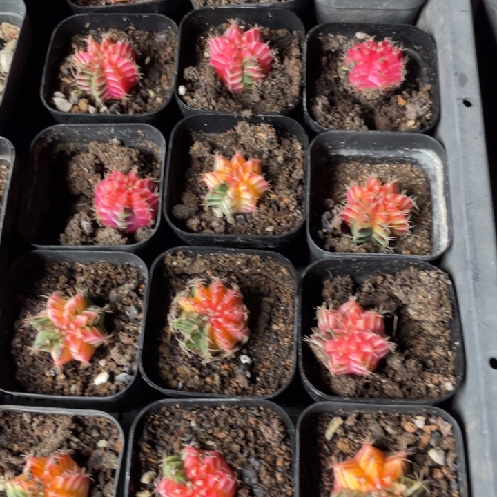 泰系米哈牡丹锦一颗包邮