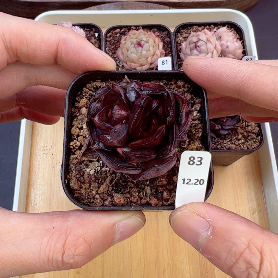 好好看83、哈哈哈哈