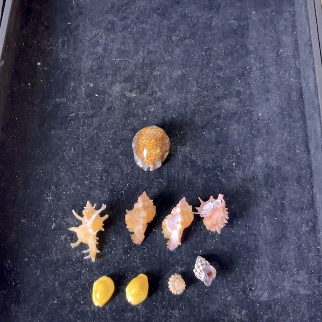 大理石磁石小****?天然贝壳海螺批发零售