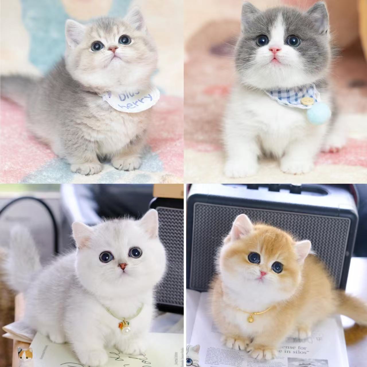 宠物猫咪活体宠物猫幼猫