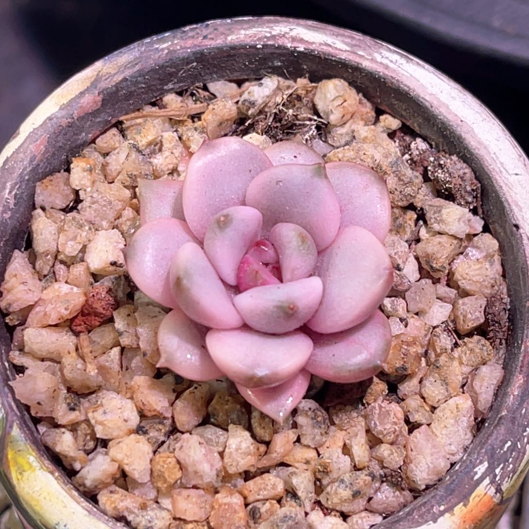 多肉特价葡萄锦头盖