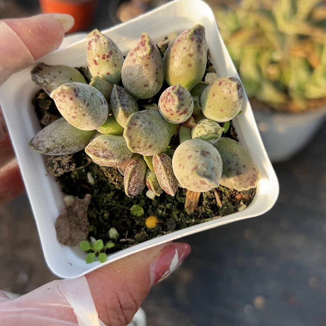 多肉植物多肉植物