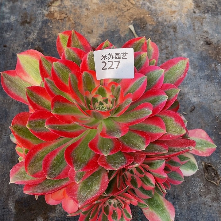 257多肉植物的生长