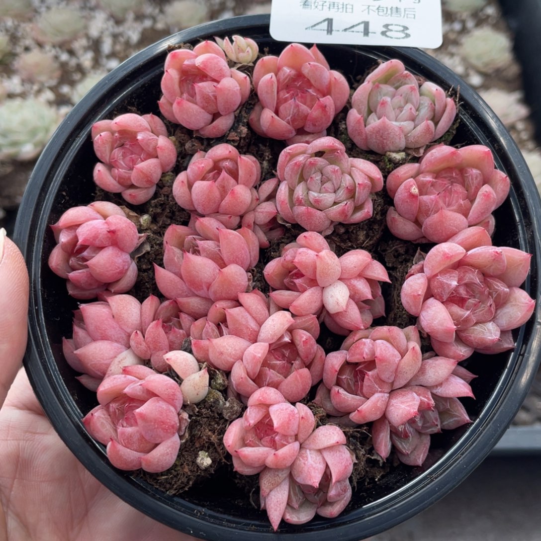 云糖心多肉植物448