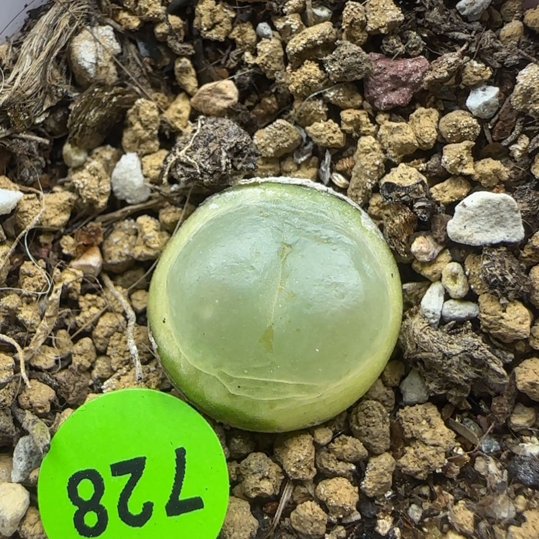 拉登1.4+多肉植物728