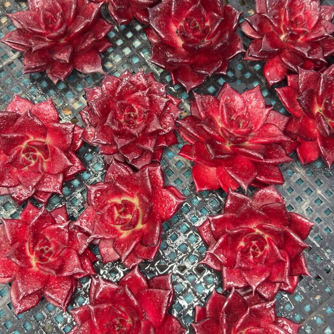 从前慢花园多肉精选编号1.2罗宾