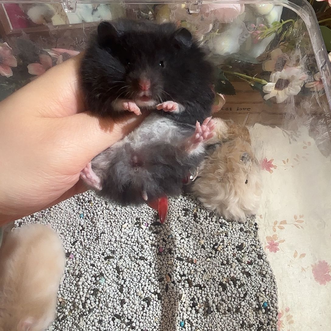 黑熊精妹妹携蓝包邮直毛