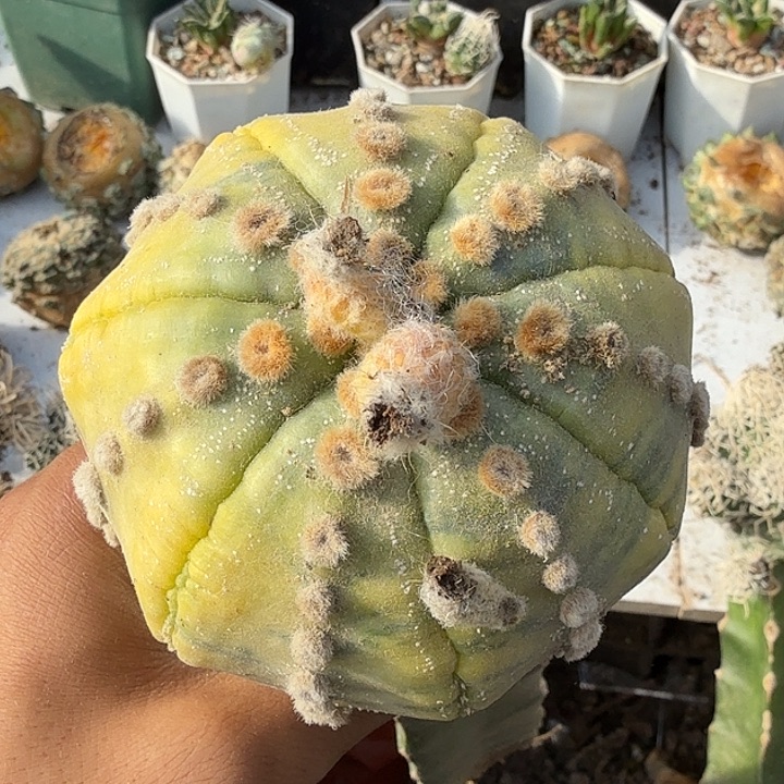 兜锦仙人球嫁接开花