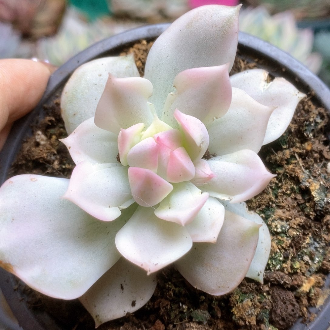 038白牡丹变异种锦锦锦