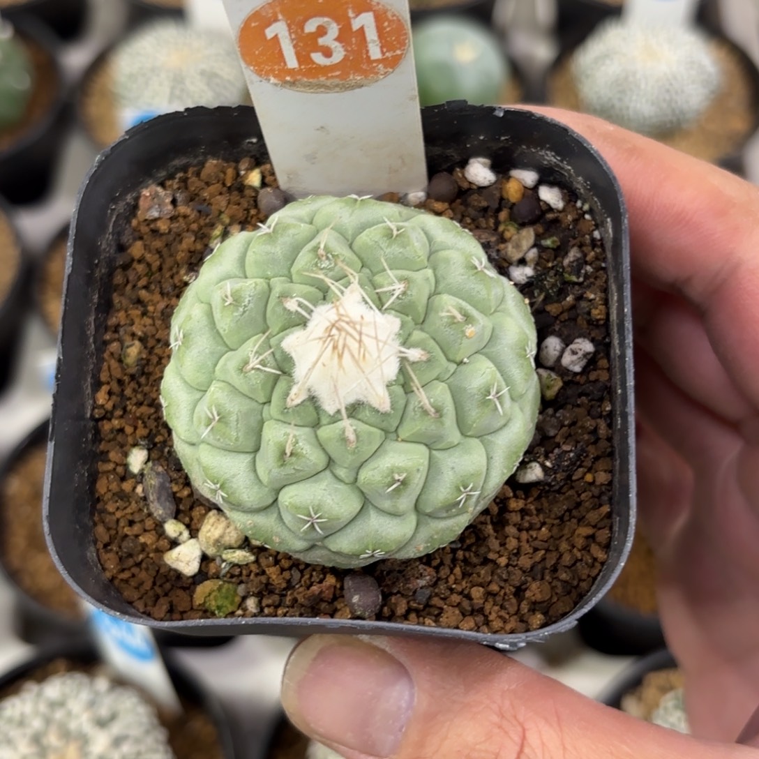 131实生菊水带盆带土发货