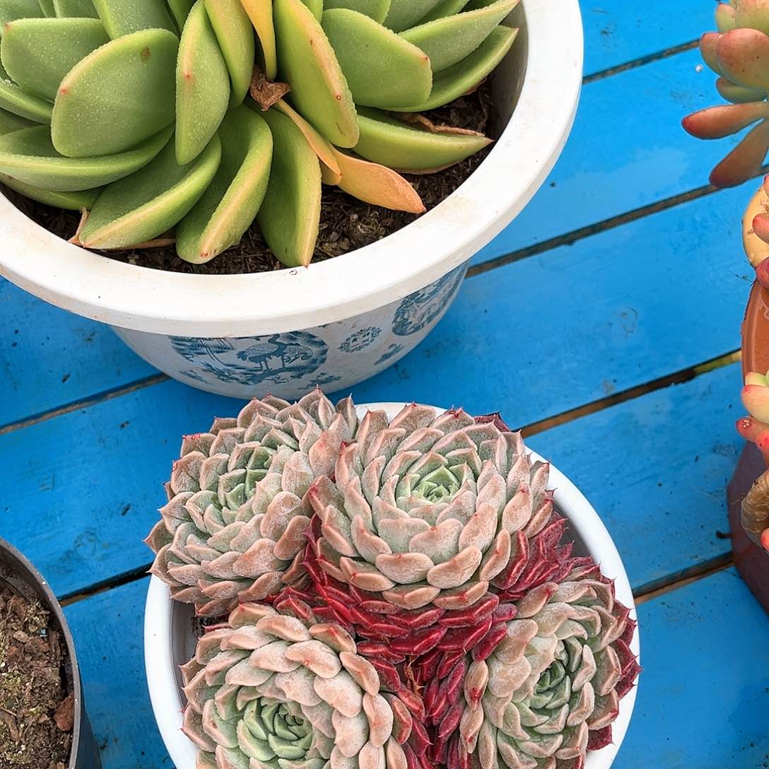 雨**海琳娜小群80010