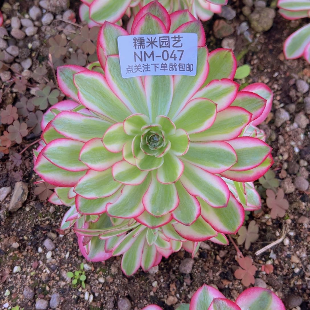 荔枝手捧多肉植物047